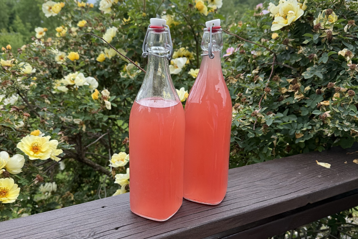 Flädersaft med rabarber